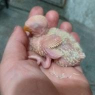 جوجه طوطی برزیلی سرلاکی