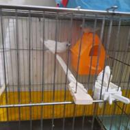 فنچ جوان همراه باجوجه مولد