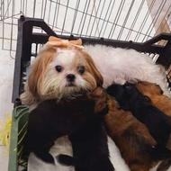 شیرانیان واگذاری