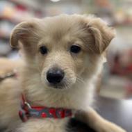 سگ خانگی تربیت شده