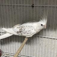 طوطی عروس البینو دوکت ماده