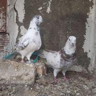 کبوتر پرشی و.. جوجه کشی