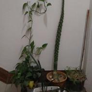 گل های آپارتمانی