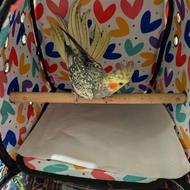 پرنده عروس هلندی