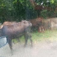 فروش گاو محلی 5شکم زاییده