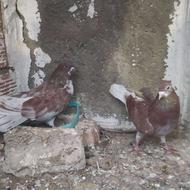 کبوتر.پرشی جوجه کشی