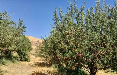 47000 متر باغ و 3000 متر کاوداری با 80 متر خانه استخر برق