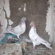 کبوتر پرشی قلمه