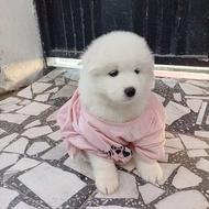 واگذاری توله سگ ساموئید