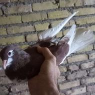 حیوانات پرنده