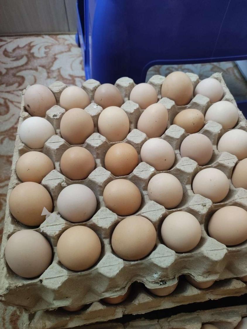 تخم مرغ رسمی وتازه