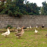 فروش اردک روسی و غاز محلی