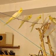 عروس هلندی های سرلاکی و چند ماهه دون خور