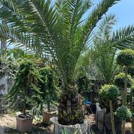 باغبانی هرس کاری سمپاشی علفتراشی کارواش گل کاری فروش لاوسون