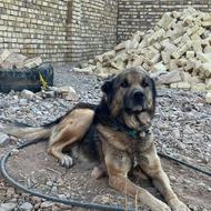 واگذارسگ سرابی نگهبان