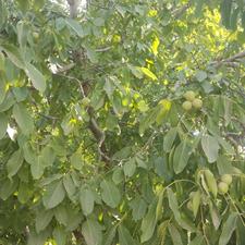 فروش ویلا باغ(بناب قره،چپق)