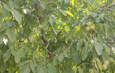 فروش ویلا باغ(بناب قره،چپق)