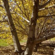 فروش درخت بالغ