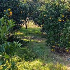 فروش باغ 7000 متر در هرازپی