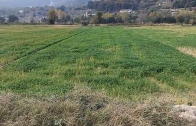 شالیزاری بر جاده 1100 متری تنگه لته