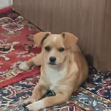 توله سگ میکس پاکوتاه واگذاری