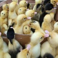 اردک زیر قیمت تولید کننده