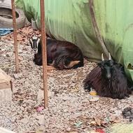 فروش دو عدد بز یکی جینگل یکی شیر کر دوقلو زا