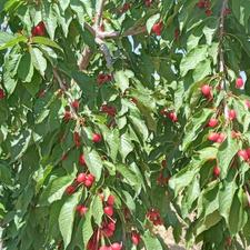 زمین باغی کشاورزی