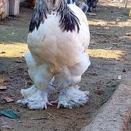 تخم نطفه دار و جوجه برهما اصل