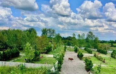 فروش زمین300متر سنددار در حاشیه جنگل الیمالات کد 1400