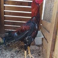 خروس لاری اصیل