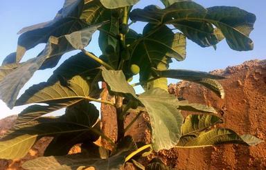 اجاره زمین کشاورزی