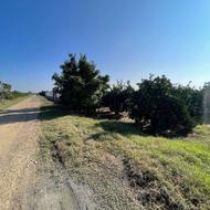 فروش زمین کشاورزی 5700 متر در درکاسر