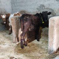 دو راس گوساله ماده محلی کول دار