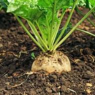 چغندر دامی با کیفیت عالی