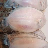 ماهی ومیگوی دریایی