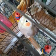 عروس هلندی جفت مولد