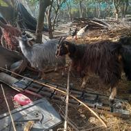 بزنروماده .2تاماده انر