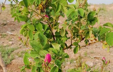 80 متر زمین تحویل شهرجدید گلبهار مشهد