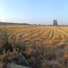 فروش 2500 متر زمین شالیزاری لله مرز