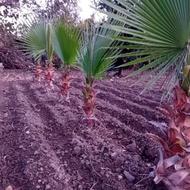 فروش چند اصله درختچه پالم