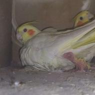 جفت طوطی عروس مولد