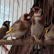 سهره پاییزه