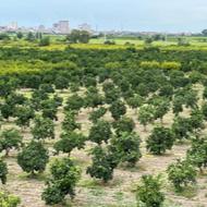 خرید و فروش انواع زمین خانه سرا باغ و ویلا و باغچه