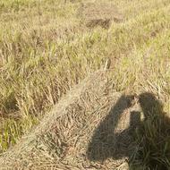 کلش شالی پرس