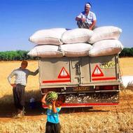 خریدکاه گندم جو