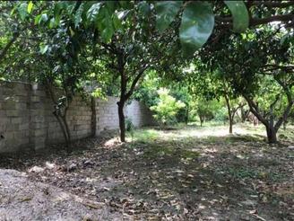 زمین 237 متری مسکونی زراعی واقع در جویبار دیوکلا الیمون