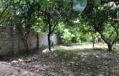 زمین 237 متری مسکونی زراعی واقع در جویبار دیوکلا الیمون