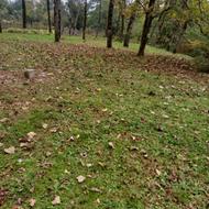 فروش زمین پلاک اول جنگل 1080 متر متلقو (سلمانشهر) جیسا