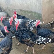 بوقلمون نر محلی درشت